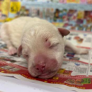 Mixed Breed Dogs Available for Adoption in Yuma, Arizona - Peter | PetCurious