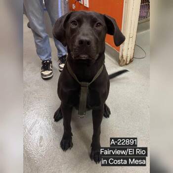 Carnival -  Black Labrador Retriever and Pit Bull Terrier Dog for Adoption in Westminster, California - Carnival | PetCurious