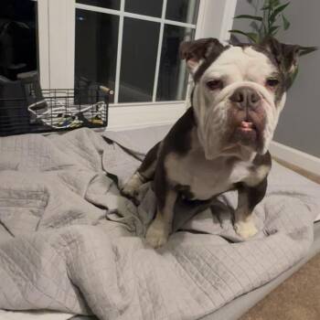 Coco Chanel -  English Bulldog Dog for Adoption in Saratoga Springs, New York - Coco Chanel | PetCurious