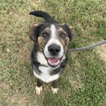 Newt -  Collie and Mixed Breed Dog for Adoption in Springfield, Missouri - Newt | PetCurious