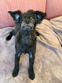 Rescue Maltese Dogs for Adoption in Pacolet, South Carolina - Mike Jul 25 - In Foster In Raleigh, NC | PetCurious