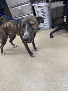WILMA -  American Staffordshire Terrier and Mixed Breed Dog for Adoption in Grand Prairie, Texas - WILMA | PetCurious