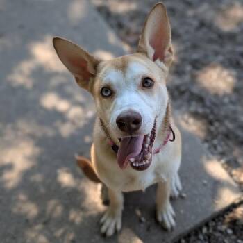 Aquamarine -  Mixed Breed Dog for Adoption in West Olive, Michigan - Aquamarine | PetCurious