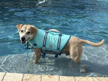 Rescue Yellow Labrador Retriever and Terrier Dogs for Adoption in Austin, Texas - Logan | PetCurious