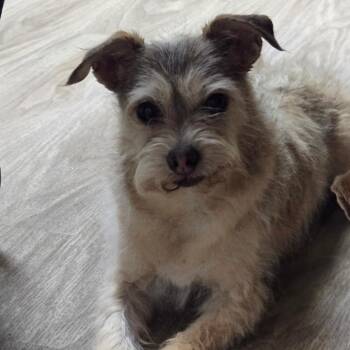 Buddy Love -  Miniature Poodle and Chihuahua Dog for Adoption in San Jacinto, California - Buddy Love | PetCurious