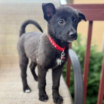 Go Fish -  Mixed Breed Dog for Adoption in Buffalo, Minnesota - Go Fish | PetCurious