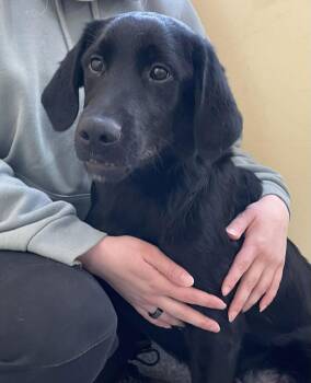 Black Labrador Retriever Dogs Available for Adoption - Link | PetCurious