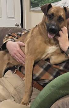 German Shepherd Dog and Boxer Dogs Available for Adoption in Westminster, Maryland - Birdie | PetCurious