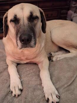 Rescue Anatolian Shepherd Dogs for Adoption in Burlington, New Jersey - Sadie Mae | PetCurious