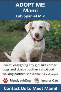 Mami -  Labrador Retriever Dog for Adoption in Pleasant Valley, New York - Mami | PetCurious