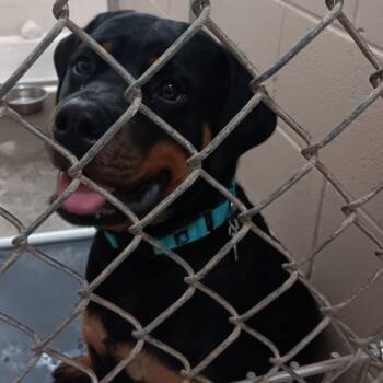 Mixed Breed Dogs Available for Adoption in Auburn, Alabama - Gordon | PetCurious