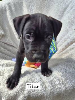 Titan (26-135 D) -  Mixed Breed Dog for Adoption in Lansing, Michigan - Titan (26-135 D) | PetCurious