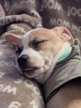 Terrier and Chihuahua Dogs Available for Adoption - Camille | PetCurious