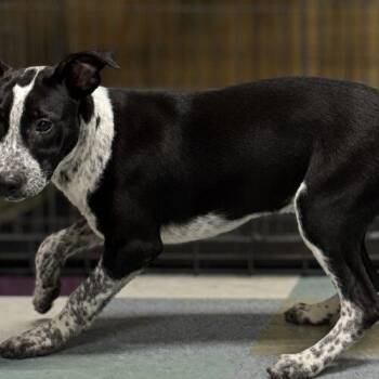 Sparky -  Australian Cattle Dog Blue Heeler and Coonhound Dog for Adoption in Kirksville, Missouri - Sparky | PetCurious