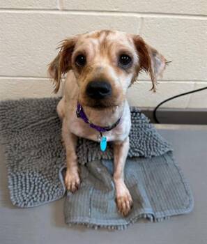FLIPFLOP -  Bichon Frise and Mixed Breed Dog for Adoption in Leesburg, Virginia - FLIPFLOP | PetCurious