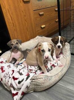 Baileys -  Mixed Breed Dog for Adoption in Lakeland, Florida - Baileys | PetCurious