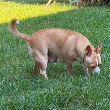 Apricot -  Chihuahua and Dachshund Dog for Adoption in Normal, Illinois - Apricot | PetCurious