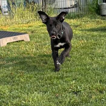 Indy -  Black Labrador Retriever and Mixed Breed Dog for Adoption in Ferndale, Washington - Indy | PetCurious