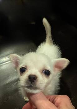 Rescue Chihuahua Dogs for Adoption in Los Angeles, California - Princess The Cuddler | PetCurious