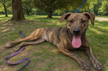 Rescue Plott Hound Dogs for Adoption in Troy, Alabama - Desiree | PetCurious