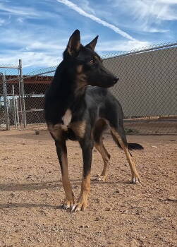 Rescue German Shepherd Dog Dogs for Adoption in San Tan Valley, Arizona - Mariana | PetCurious