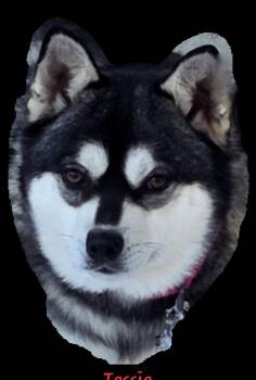 Klee Kai Dogs Available for Adoption - Tessie | PetCurious