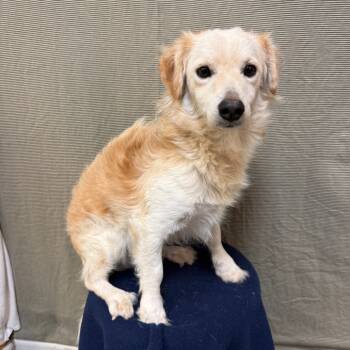 Rescue Chihuahua Dogs for Adoption in Fresno, California - Eclipse | PetCurious