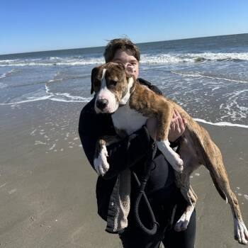 Mixed Breed Dogs Available for Adoption - Eugene | PetCurious