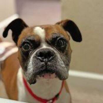Boxer Dogs Available for Adoption in Davis, California - Ziggy | PetCurious