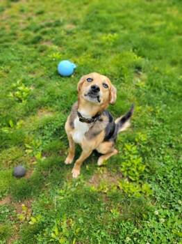 Hound Dogs Available for Adoption in Chambersburg, Pennsylvania - Snootles | PetCurious