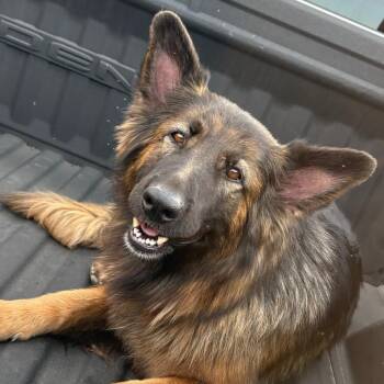 German Shepherd Dog Dogs Available for Adoption - Lady | PetCurious
