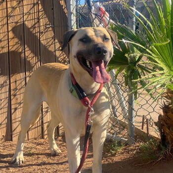 Rescue Black Mouth Cur Dogs for Adoption in Phoenix, Arizona - Marcus (Courtesy Post) Has Sister Titiana | PetCurious