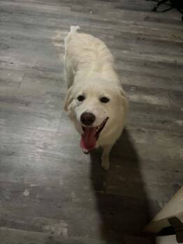 Great Pyrenees Dogs Available for Adoption in Newport, New Hampshire - Thunder | PetCurious