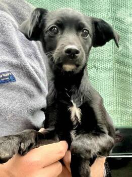 Rescue Chihuahua and Terrier Dogs for Adoption in West Hollywood, California - Anderson | PetCurious