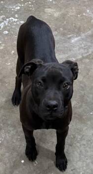 Pit Bull Terrier Dogs Available for Adoption in Swainsboro, Georgia - Sasha | PetCurious