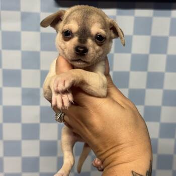 Ronnie -  Yorkshire Terrier and Chihuahua Dog for Adoption in Crosby, Texas - Ronnie | PetCurious