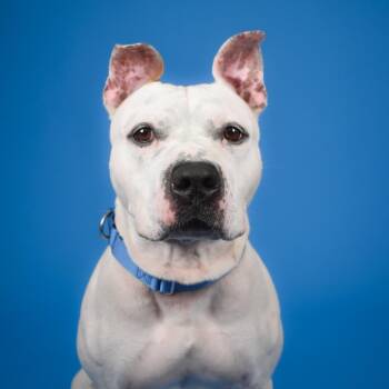 Cosmo -  American Bulldog and Mixed Breed Dog for Adoption in West Palm Beach, Florida - Cosmo | PetCurious