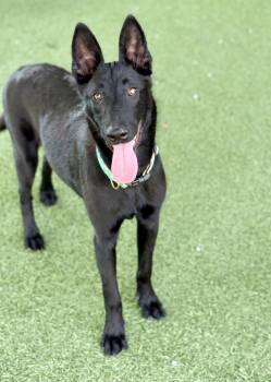 Rescue German Shepherd Dog Dogs for Adoption in Vallejo, California - Kiva | PetCurious