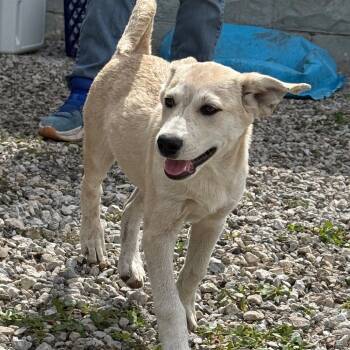 Rescue Mixed Breed Dogs for Adoption in Tipton, Iowa - Pancake | PetCurious