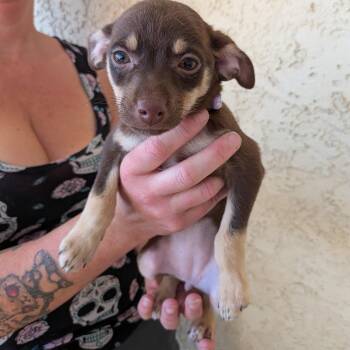 Chiweenie Dogs Available for Adoption in Las Vegas, Nevada - Yuri | PetCurious