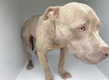 Staffordshire Bull Terrier and Mixed Breed Dogs Available for Adoption in Houston, Texas - TITO | PetCurious