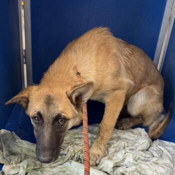 108682 -  Mixed Breed Dog for Adoption in Las Cruces, New Mexico - 108682 | PetCurious
