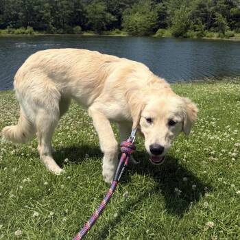 Freya -  Golden Retriever Dog for Adoption in Pelham, New Hampshire - Freya | PetCurious