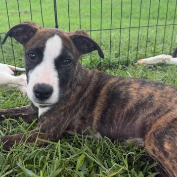 Nemo -  Australian Shepherd and Boxer Dog for Adoption in Duck River, Tennessee - Nemo | PetCurious