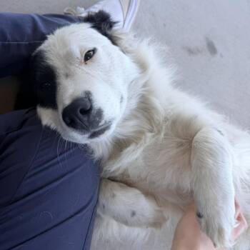 Cedar -  Border Collie and Mixed Breed Dog for Adoption in Tempe, Arizona - Cedar | PetCurious