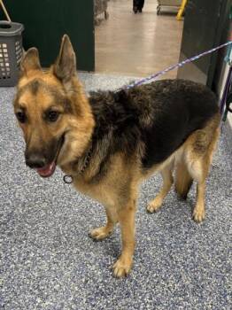 NORA -  German Shepherd Dog Dog for Adoption in Thousand Palms, California - NORA | PetCurious