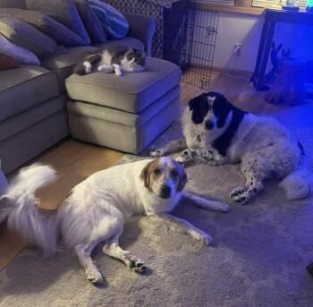 Boddah & Maple -  Great Pyrenees Dog for Adoption in Oregon, Wisconsin - Boddah & Maple | PetCurious