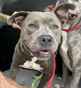 Flagler -  Mixed Breed Dog for Adoption in Atlanta, Georgia - Flagler | PetCurious