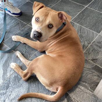 Pit Bull Terrier and Terrier Dogs Available for Adoption - Blaze | PetCurious