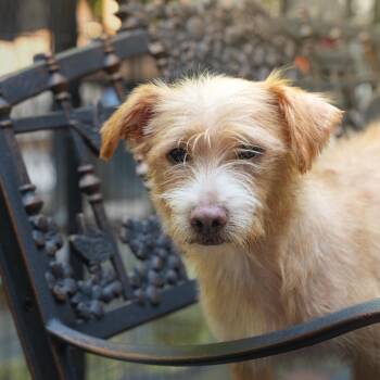 Otis -  Wirehaired Terrier Dog for Adoption in Dalton, Georgia - Otis | PetCurious